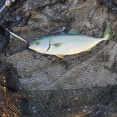 岩手県釣り友とキャンプ仲間募集です★