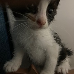 元気いっぱいの仔猫