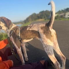 わんぱく子犬（大きめの中型犬です） - 薩摩川内市