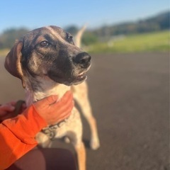 わんぱく子犬（大きめの中型犬です） − 鹿児島県