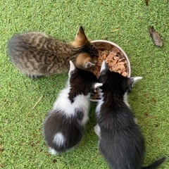 保護猫ちゃんをもらってくれる方！