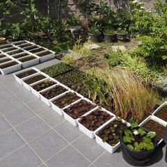 スイレン・ビオトープ用植物各種