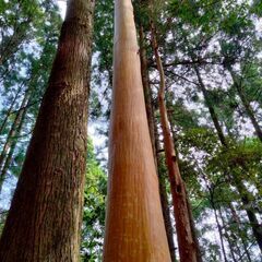 立木の皮剥ぎの画像