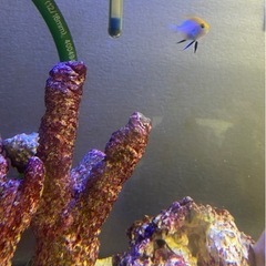 無料　クロスズメダイ　海水魚　アクアリウム