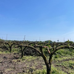 薪材無料で配布致します。