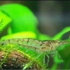 ミナミヌマエビ 10匹   @30/匹