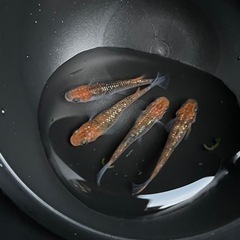 【めだか】月弓メダカ4匹