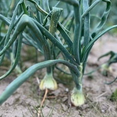 玉ねぎ　規格外も入ります。