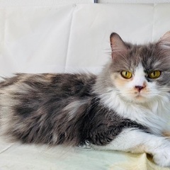 🐱里親募集🐾マンチカン♀　推定5歳 - 里親募集