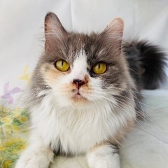 🐱里親募集🐾マンチカン♀　推定5歳 − 群馬県