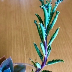 多肉植物♪不死鳥の赤ちゃん発根の画像