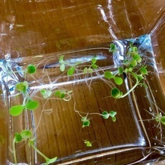 多肉植物♪不死鳥の赤ちゃん発根の画像