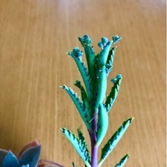 多肉植物♪不死鳥の赤ちゃん発根の画像