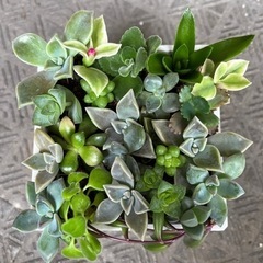 多肉植物　苗のみ
