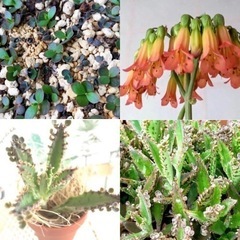 多肉植物♪不死鳥の赤ちゃん発根の画像