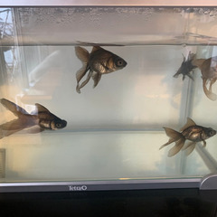 出目金　金魚　5匹の画像