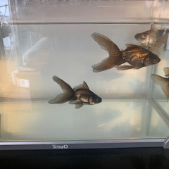 出目金　金魚　5匹の画像