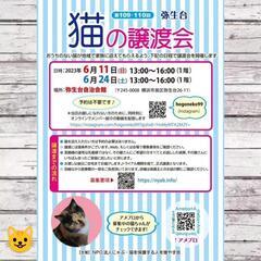 横浜市泉区　猫の譲渡会　主催　NPO法人にゃぶ・猫を保護する人を...