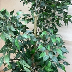 交渉中　造花　造木  観葉植物　高さ約165cm の画像