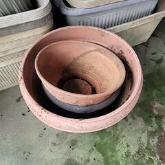 【早い者勝ち！9日まで】大量鉢植えセットの画像