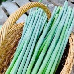ニンニクの芽30本〜期間6月20日までなのでお早めに！