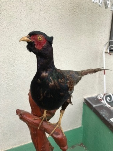 キジ・イタチ剥製（各2,000円）