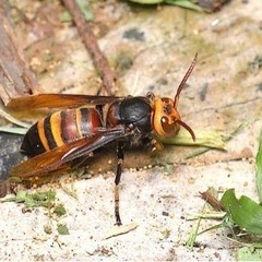 蜂駆除　スズメバチ　アシナガバチ　8000円〜