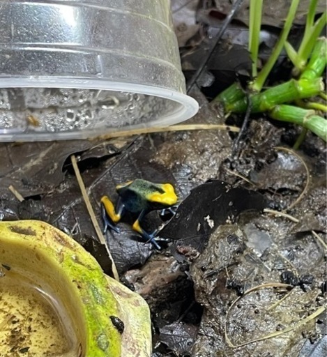 ヤドクガエルCB