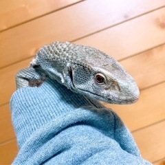 サバンナモニター