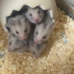 グレーのゴールデンハムスター里親募集です(お話中)