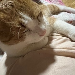 大至急
