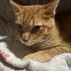 大変です