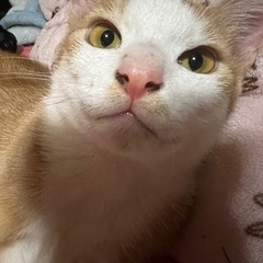 大至急すみません