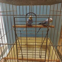 セキセイインコ雌２羽