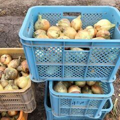 完売❗　白石産新たまねぎ　２級品　美味しいです😄　引渡日時を確認...