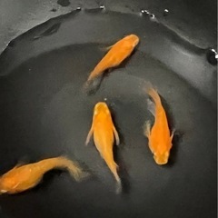 紅帝 半ダルマ めだか 1ペア 成魚の画像