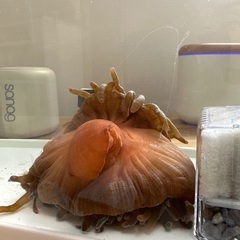 （海水魚）サンゴイソギンチャク　Ｌサイズ（１匹）無脊椎動物