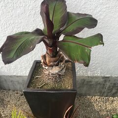 珍しい観葉植物　エンセテマウレリー