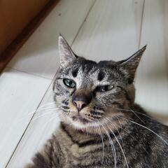 家族になってください🐾