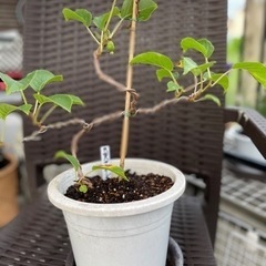 大実サルナシ・早生品種
