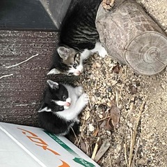 生後1か月の子猫　