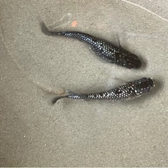 クラウドグレーダイヤメダカの卵。