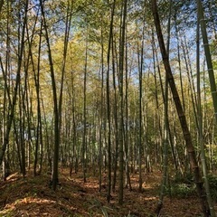 竹(孟宗竹や黒竹) 無料で差し上げます