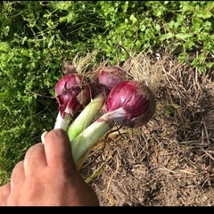 紫玉葱収穫2キロからお譲りします。
