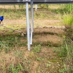 ‼️6/12～秋田市内県道草刈り作業や誘導作業‼️の画像