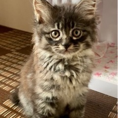 可愛い赤ちゃんネコ