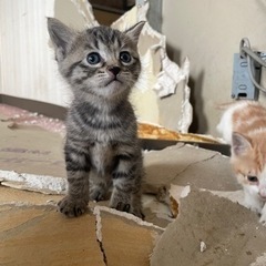 猫ちゃん里親募集 - 仙台市