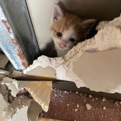 猫ちゃん里親募集 - 猫