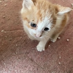 猫ちゃん里親募集 − 宮城県