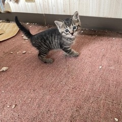 猫ちゃん里親募集